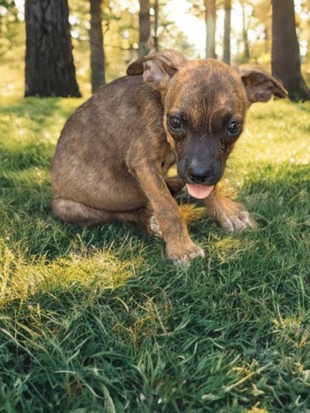 Adopter Texas