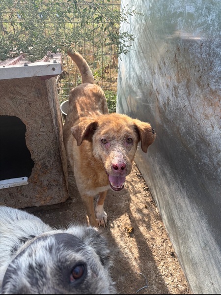 Adopter Alison
