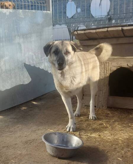 Adopter Frankie