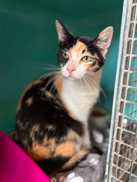 Adopter TALICA