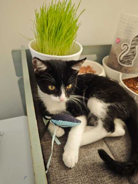 Adopter Nox