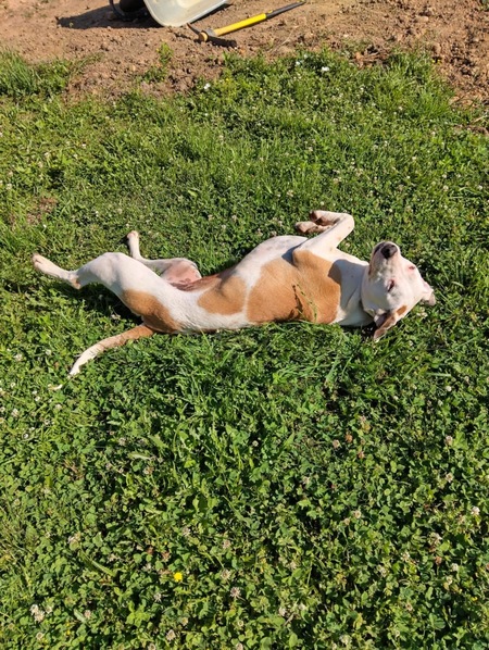 Adopter Romy
