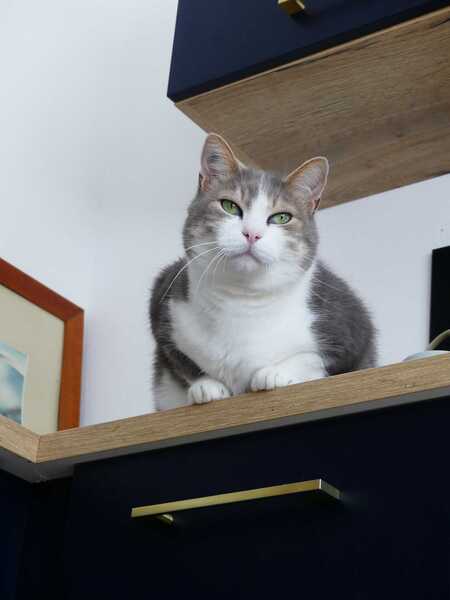 Adopter Velour