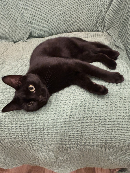Adopter Tiffany