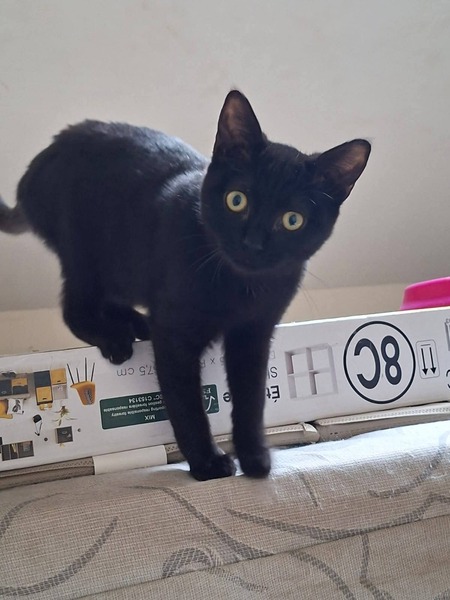 Adopter Xéna Li