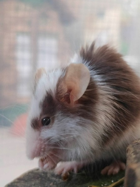 Adopter Piper Phoebe Paige