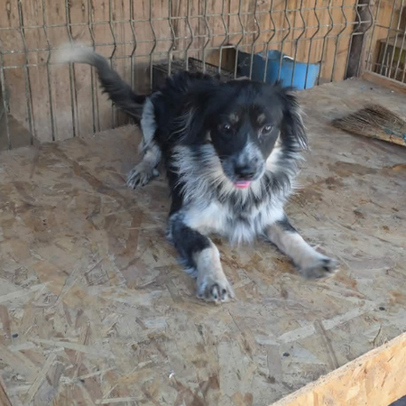 Adopter Zeus
