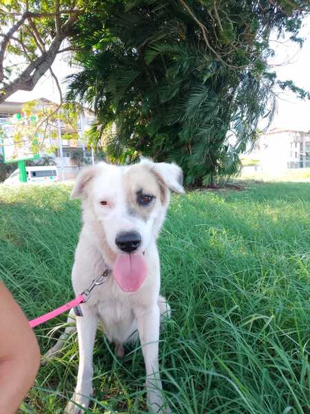 Adopter Voss