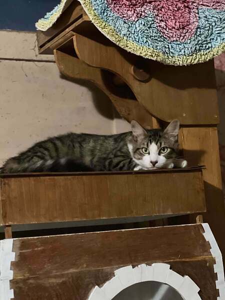 Adopter Bigoudi 