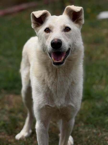 Adopter Polar