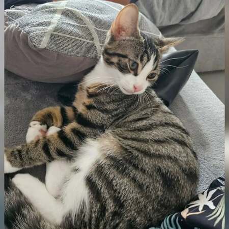 Adopter BISCUIT