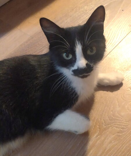 Adopter Raksha