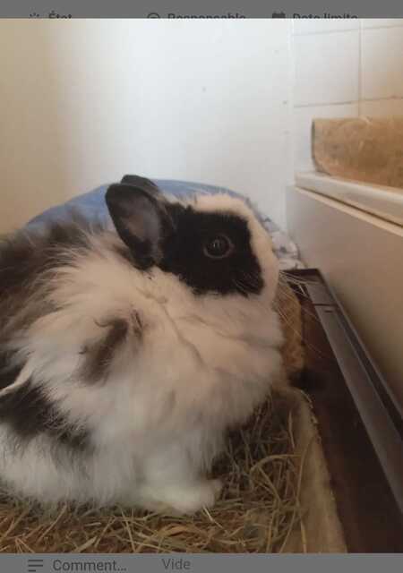 Adopter Chouquette