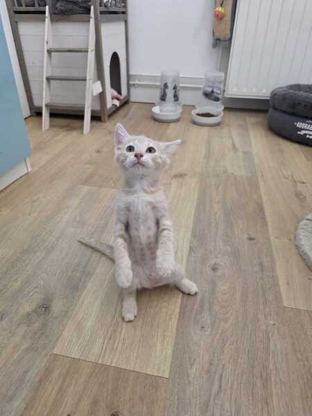 Adopter Mao