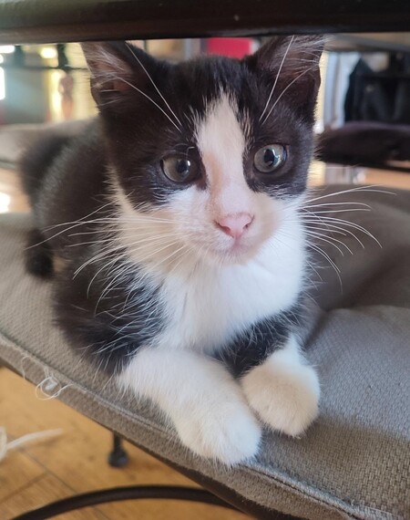 Adopter Recto