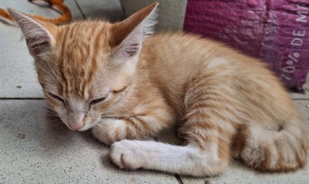 Adopter Biscoto
