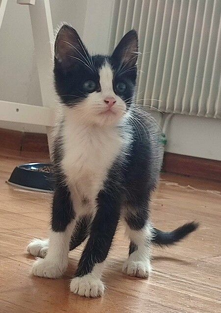 Adopter Recto