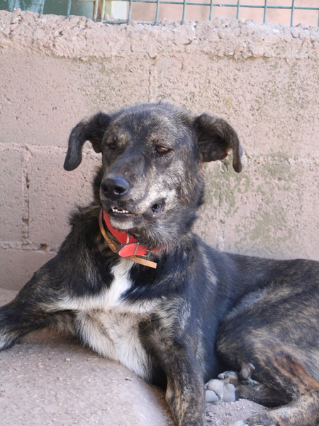 Adopter Amoroso