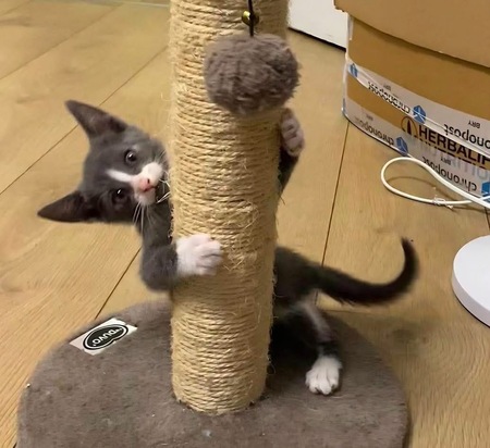 Adopter DUMBO