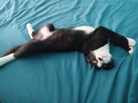 Adopter Bretelle 