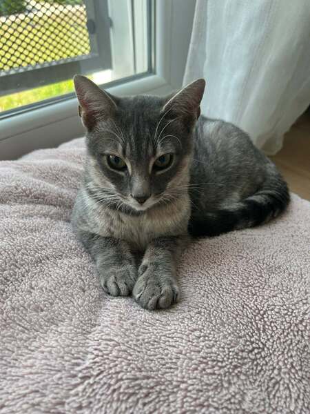 Adopter Malo