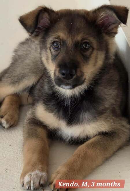 Adopter KENDO