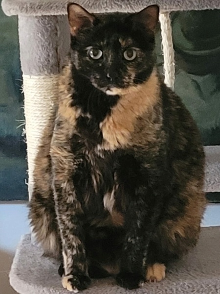 Adopter Moka