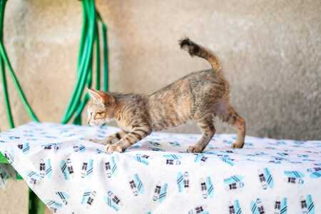 Adopter LIA