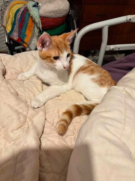 Adopter Chouquette