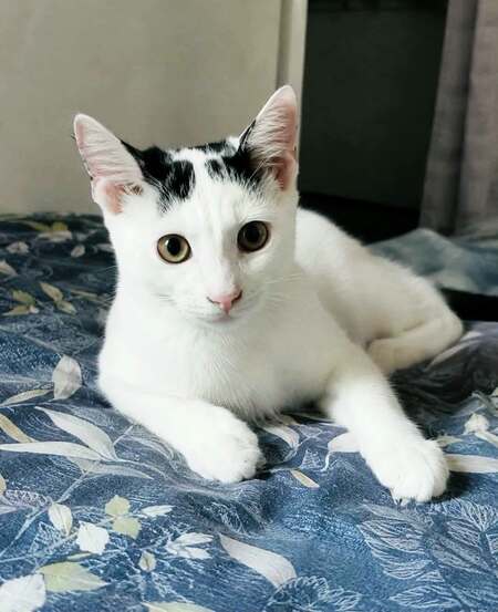 Adopter Orus