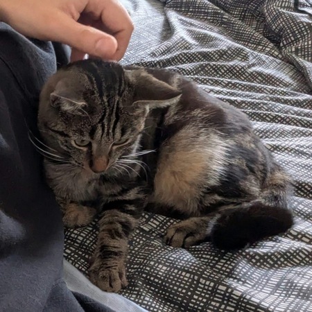 Adopter Sharmine 