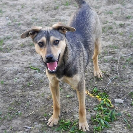 Adopter Emilio