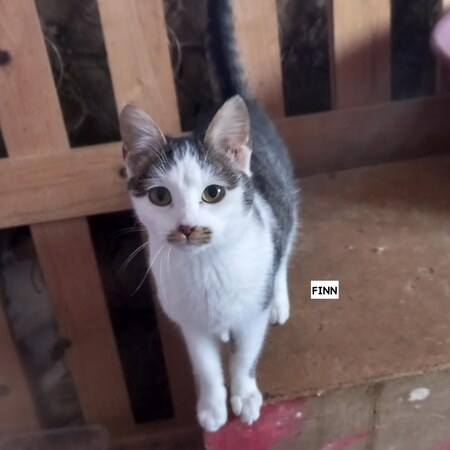 Adopter Finn