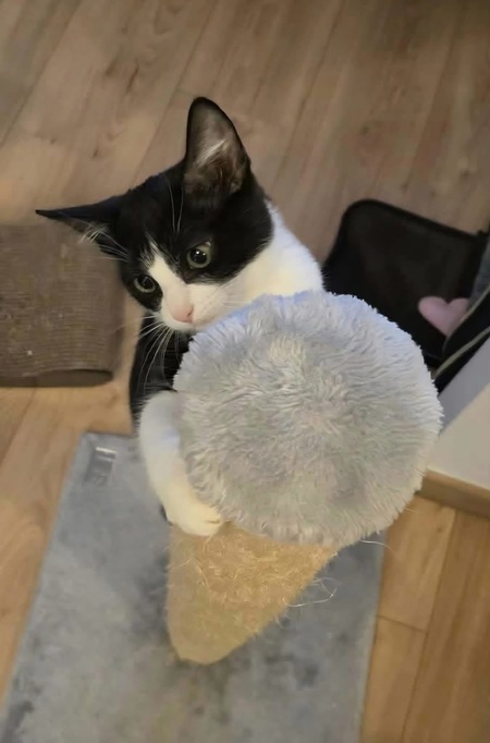 Adopter Koxinell