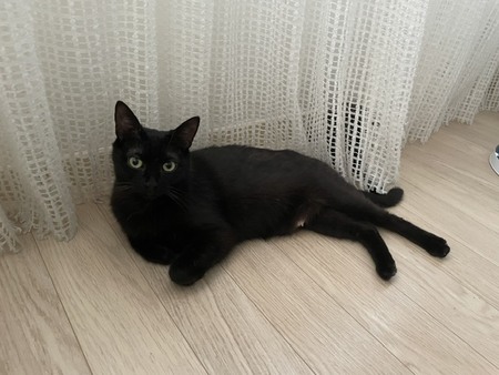 Adopter BELLA