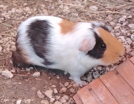Adopter Tsha