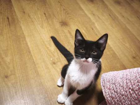 Adopter Gero