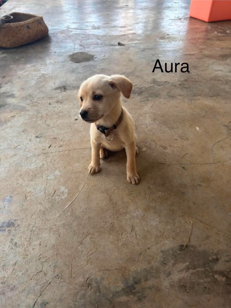 Adopter Aura