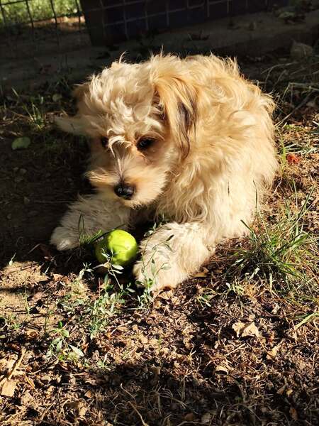 Adopter Locky