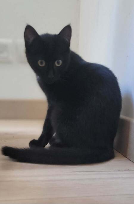 Adopter Bonnie