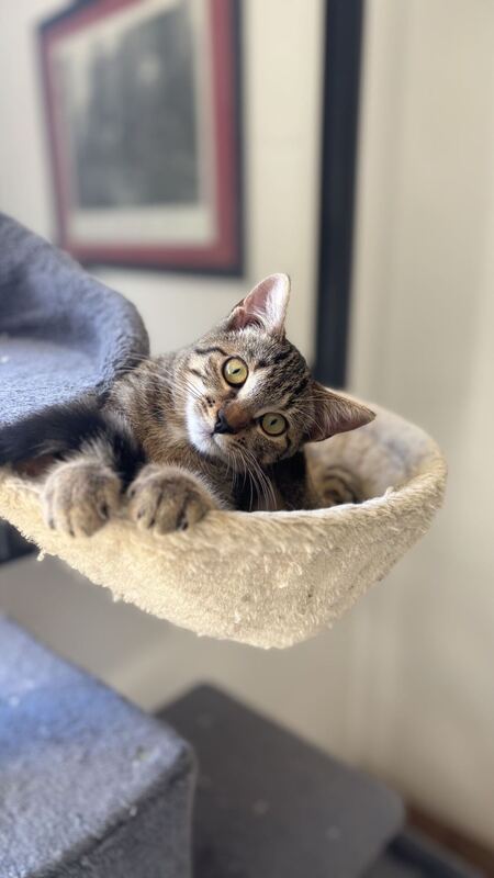 Adopter Gamelle 