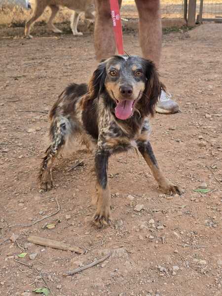 Adopter Cari