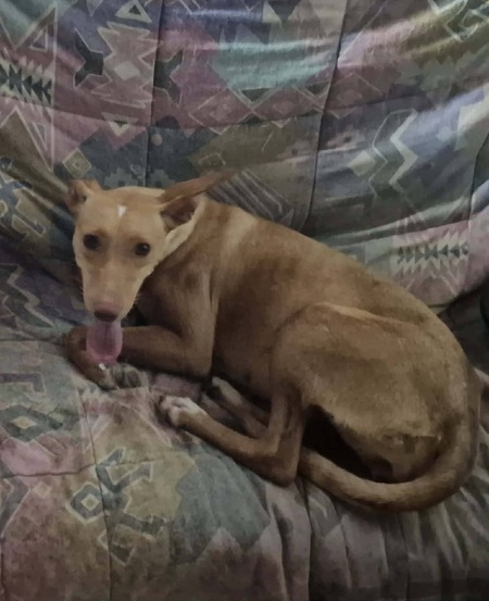 Adopter Cloe