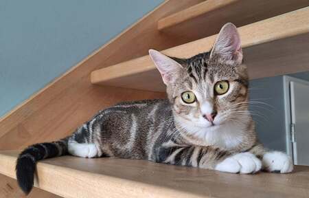 Adopter BELOTTE