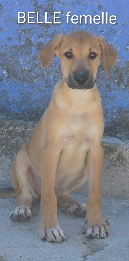 Adopter Belle 