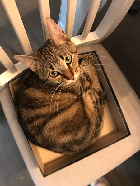 Adopter Athéna 