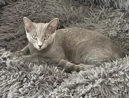 Adopter BASTET