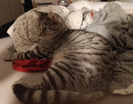Adopter Ragnar