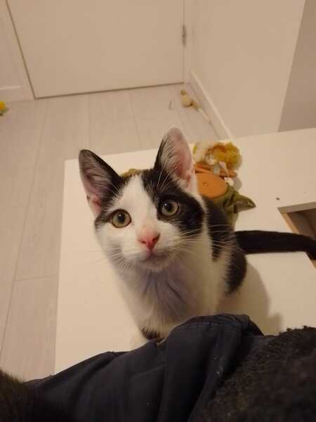 Adopter Cole
