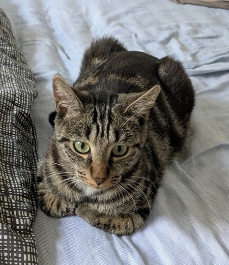 Adopter Sharmine 